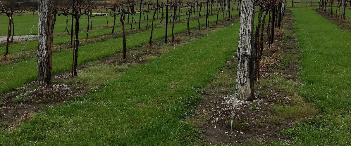 A vineyard with rows of grapevines and a cloudy sky.