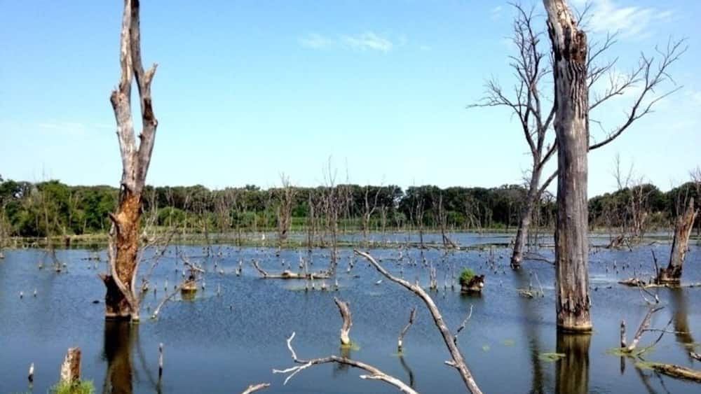 A flooded area with dead trees standing in the water.