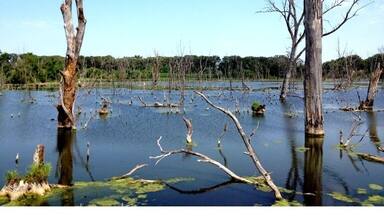 Hiking the wetlands of Brushy Creek State Park.