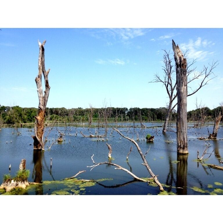 A flooded area with dead trees standing in the water.