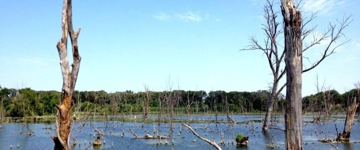 A flooded area with dead trees standing in the water.
