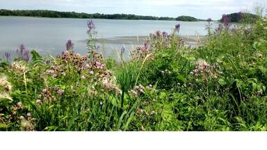 Small park and picnic spot on the shoreline of Rice Lake. Nice looking golf course nearby.