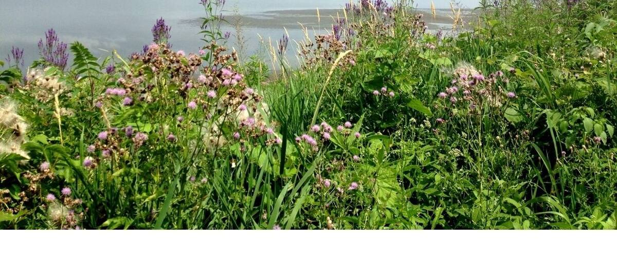 A lake with a forested shoreline and purple flowers in the foreground.