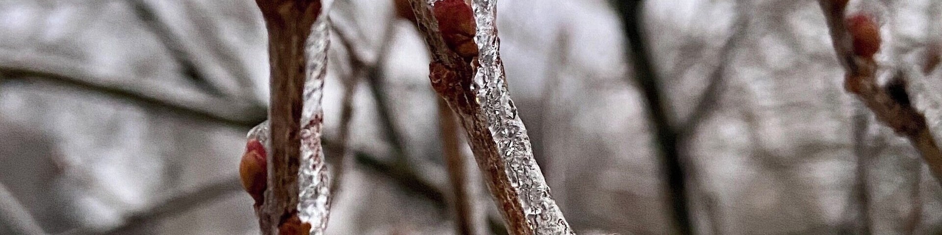 Icy sculptures unintended