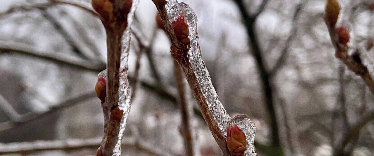 Bare tree branches with frost.