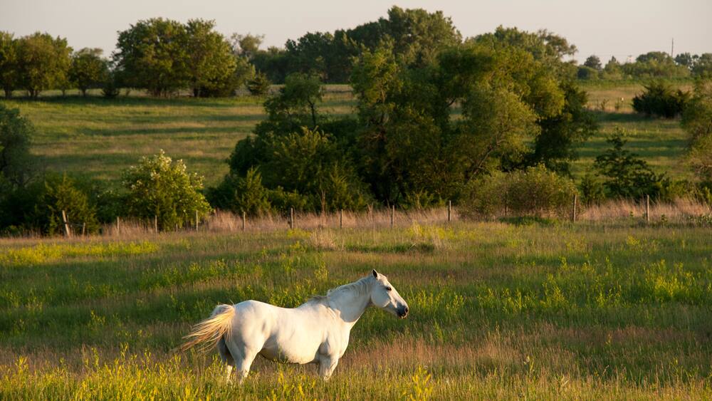 White horse standing in a pasture at sunset; Denton, Nebraska, United States of America