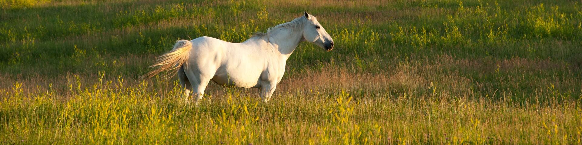 White horse standing in a pasture at sunset; Denton, Nebraska, United States of America