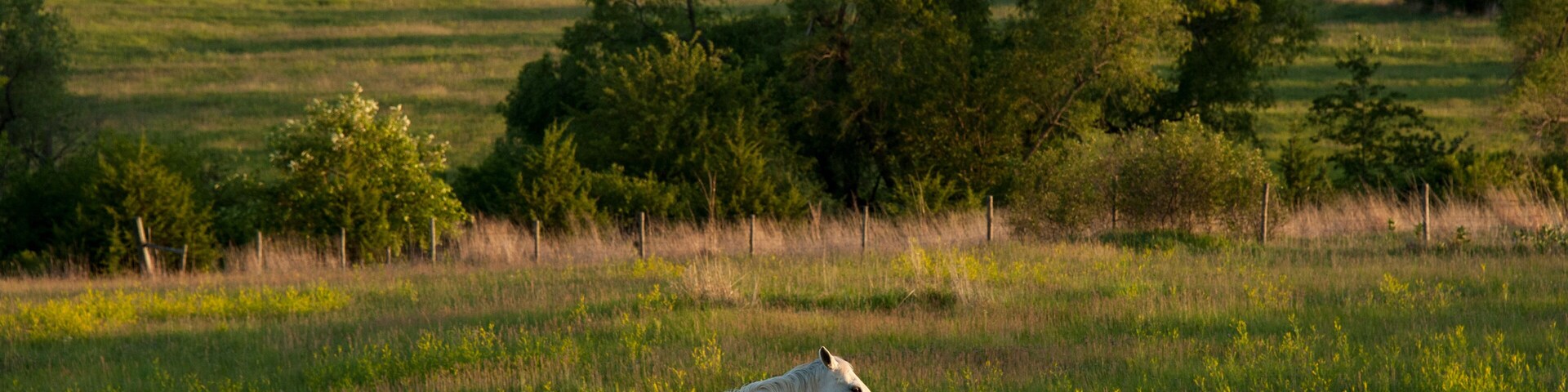 White horse standing in a pasture at sunset; Denton, Nebraska, United States of America