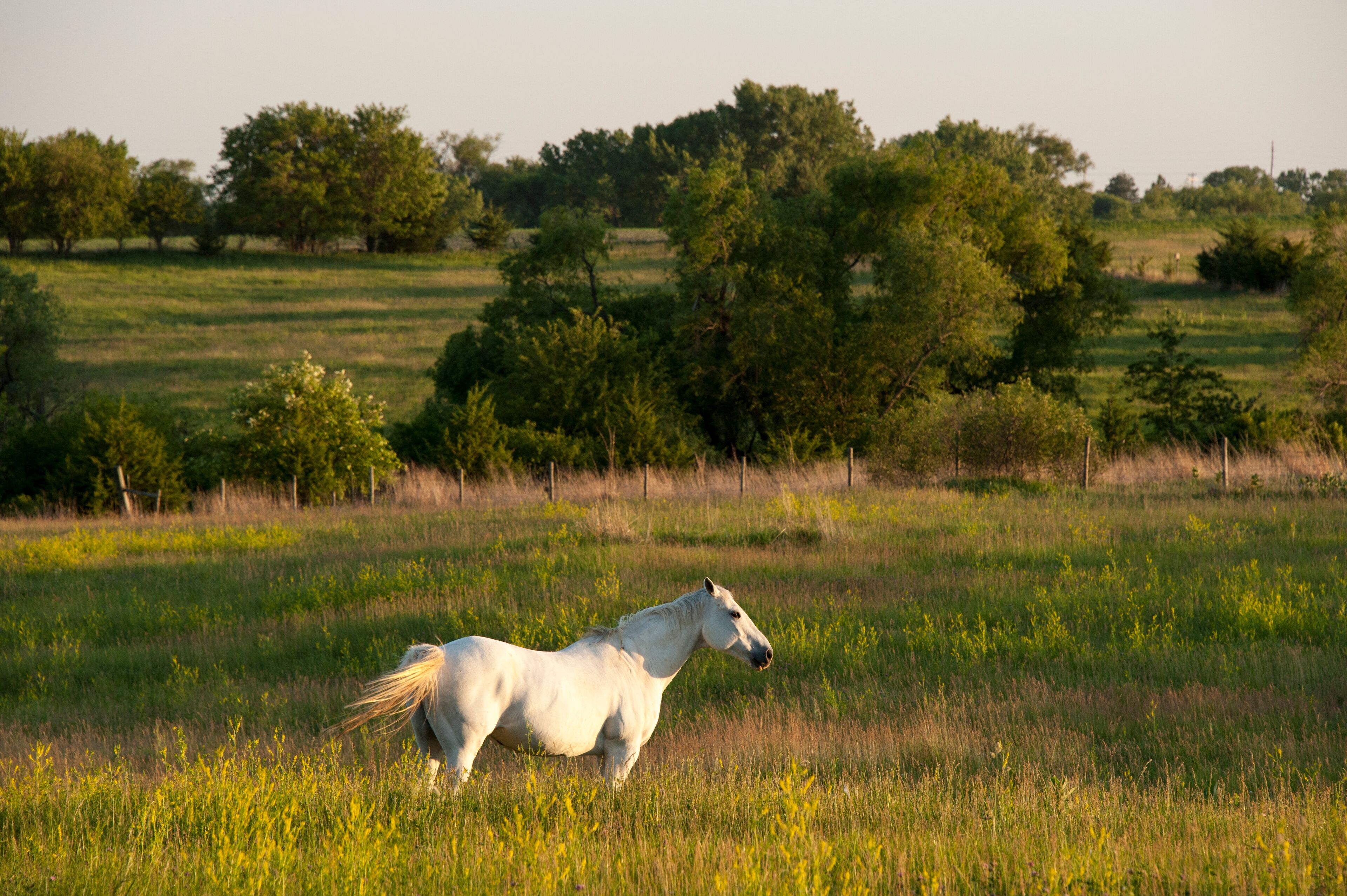 A white horse in a grassy field with trees in the background.