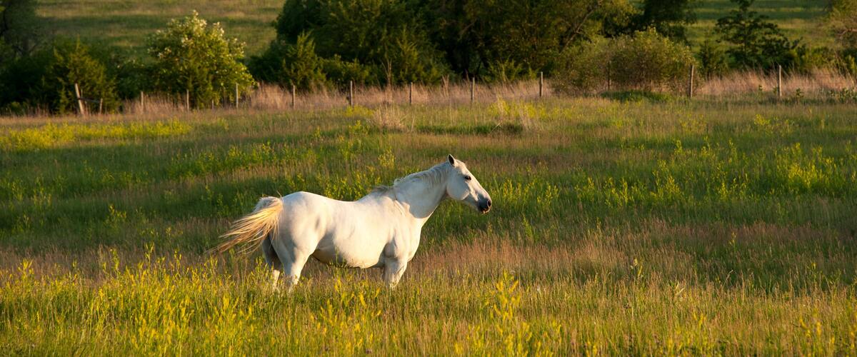 A white horse in a grassy field with trees in the background.