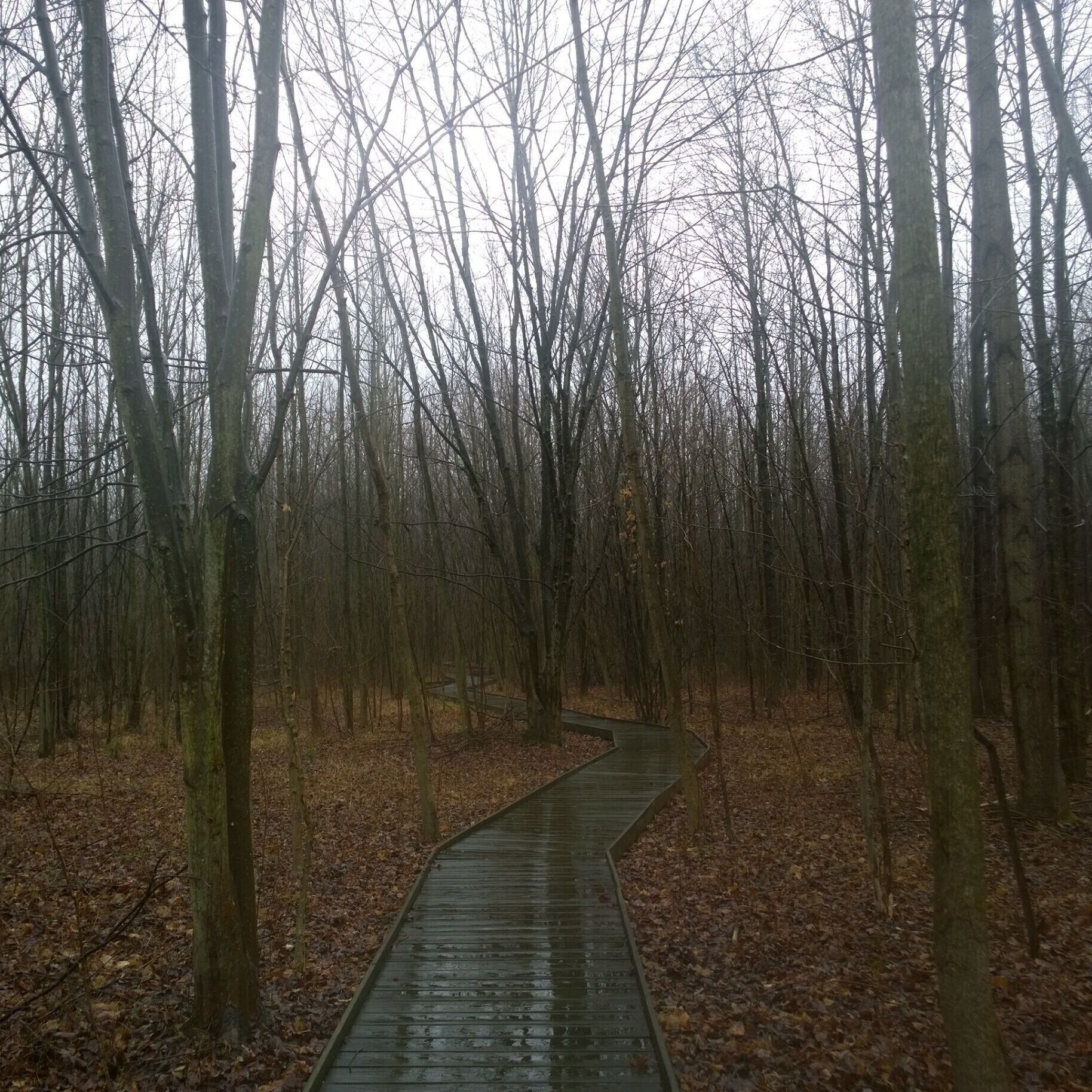 Fowler Woods State Nature Preserve offers 1-1/4 mile loop boardwalk trail (sort of) through a beech-maple forest, rare pumpkin ash trees, buttonbush swamps and woodland pools.

Currently most of the Beechdrop boardwalk trail has been closed because falling limbs from ash trees infected with the invasive emerald ash borer have created safety hazards along the trail.