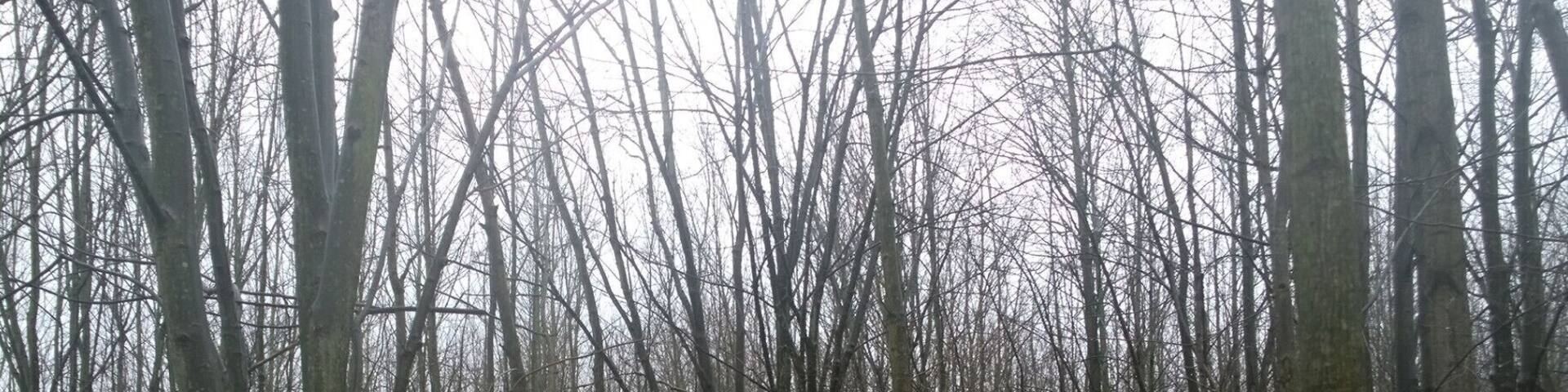 Fowler Woods State Nature Preserve offers 1-1/4 mile loop boardwalk trail (sort of) through a beech-maple forest, rare pumpkin ash trees, buttonbush swamps and woodland pools.
Currently most of the Beechdrop boardwalk trail has been closed because falling limbs from ash trees infected with the invasive emerald ash borer have created safety hazards along the trail.