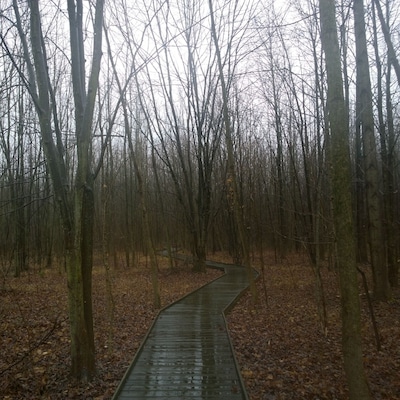 Fowler Woods State Nature Preserve offers 1-1/4 mile loop boardwalk trail (sort of) through a beech-maple forest, rare pumpkin ash trees, buttonbush swamps and woodland pools.
Currently most of the Beechdrop boardwalk trail has been closed because falling limbs from ash trees infected with the invasive emerald ash borer have created safety hazards along the trail.