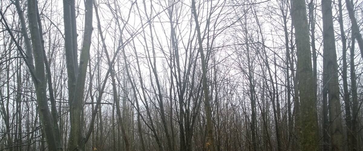 A winding wooden boardwalk through a dense forest with bare trees and fallen leaves on the ground.