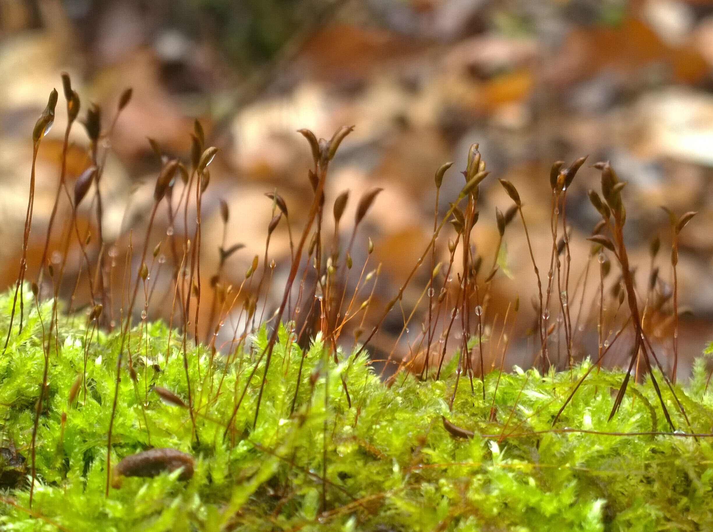 Diploid sporophytes emerging from the haploid gametophytes of this bryophyte. 

Fowler Woods State Nature Preserve offers 1-1/4 mile loop boardwalk trail (sort of) through a beech-maple forest, rare pumpkin ash trees, buttonbush swamps and woodland pools.

Currently most of the Beechdrop boardwalk trail has been closed because falling limbs from ash trees infected with the invasive emerald ash borer have created safety hazards along the trail.