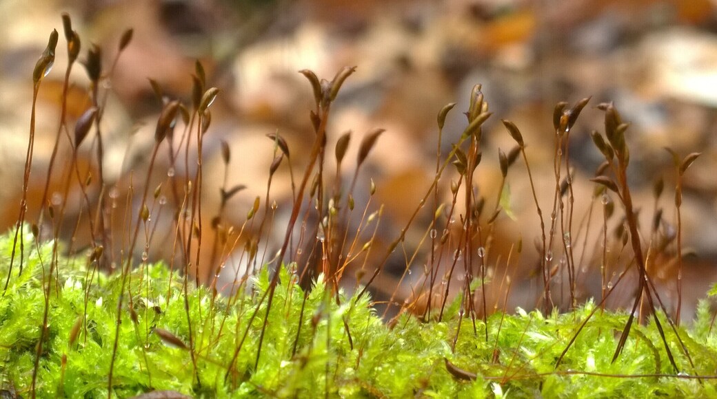 Diploid sporophytes emerging from the haploid gametophytes of this bryophyte.
Fowler Woods State Nature Preserve offers 1-1/4 mile loop boardwalk trail (sort of) through a beech-maple forest, rare pumpkin ash trees, buttonbush swamps and woodland pools.
Currently most of the Beechdrop boardwalk trail has been closed because falling limbs from ash trees infected with the invasive emerald ash borer have created safety hazards along the trail.