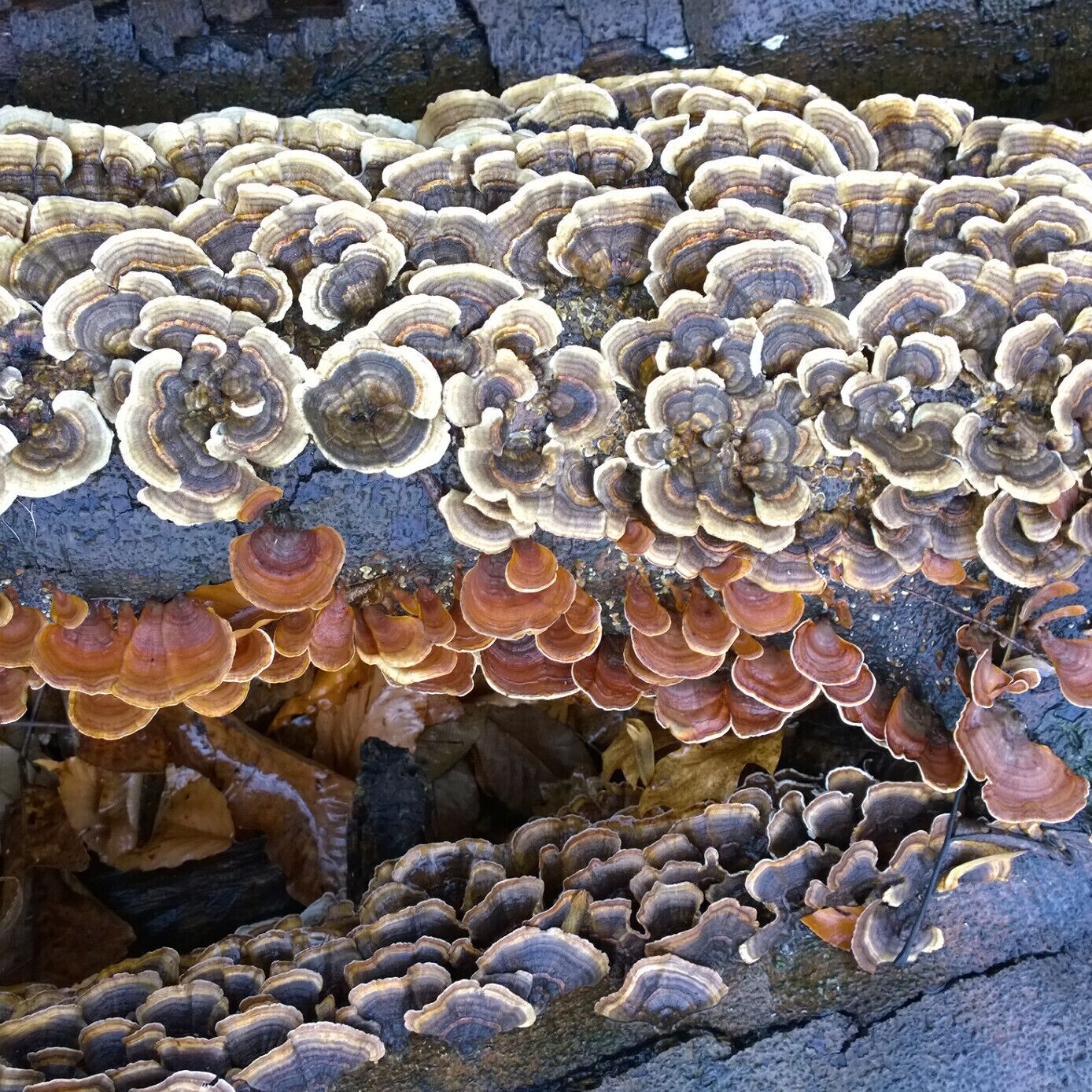 Two different fungi in a collaborative effort to decompose a downed tree.

Fowler Woods State Nature Preserve offers 1-1/4 mile loop boardwalk trail (sort of) through a beech-maple forest, rare pumpkin ash trees, buttonbush swamps and woodland pools.

Currently most of the Beechdrop boardwalk trail has been closed because falling limbs from ash trees infected with the invasive emerald ash borer have created safety hazards along the trail.