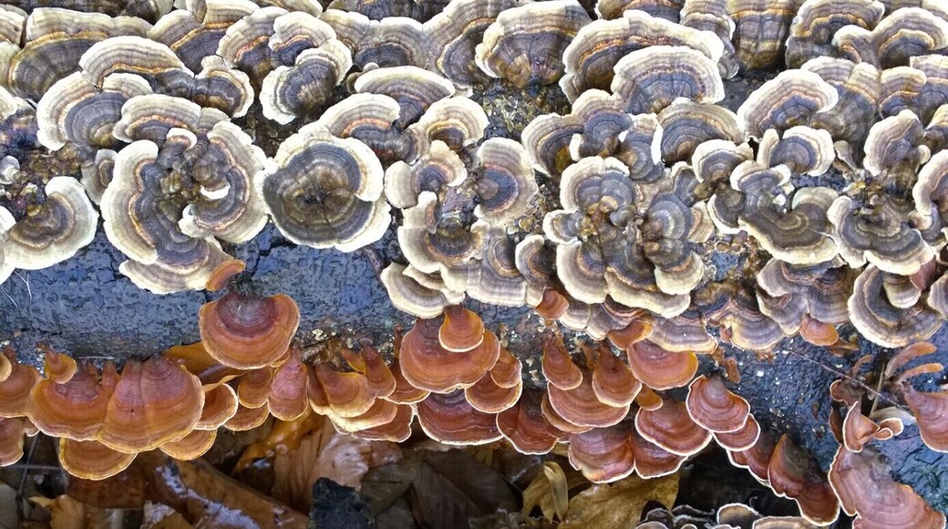 Two different fungi in a collaborative effort to decompose a downed tree.
Fowler Woods State Nature Preserve offers 1-1/4 mile loop boardwalk trail (sort of) through a beech-maple forest, rare pumpkin ash trees, buttonbush swamps and woodland pools.
Currently most of the Beechdrop boardwalk trail has been closed because falling limbs from ash trees infected with the invasive emerald ash borer have created safety hazards along the trail.