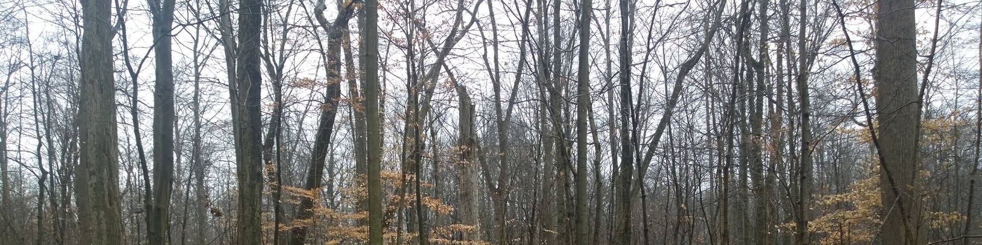 Fowler Woods State Nature Preserve offers 1-1/4 mile loop boardwalk trail (sort of) through a beech-maple forest, rare pumpkin ash trees, buttonbush swamps and woodland pools.
Currently most of the Beechdrop boardwalk trail has been closed because falling limbs from ash trees infected with the invasive emerald ash borer have created safety hazards along the trail.