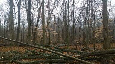 Fowler Woods State Nature Preserve offers 1-1/4 mile loop boardwalk trail (sort of) through a beech-maple forest, rare pumpkin ash trees, buttonbush swamps and woodland pools.
Currently most of the Beechdrop boardwalk trail has been closed because falling limbs from ash trees infected with the invasive emerald ash borer have created safety hazards along the trail.