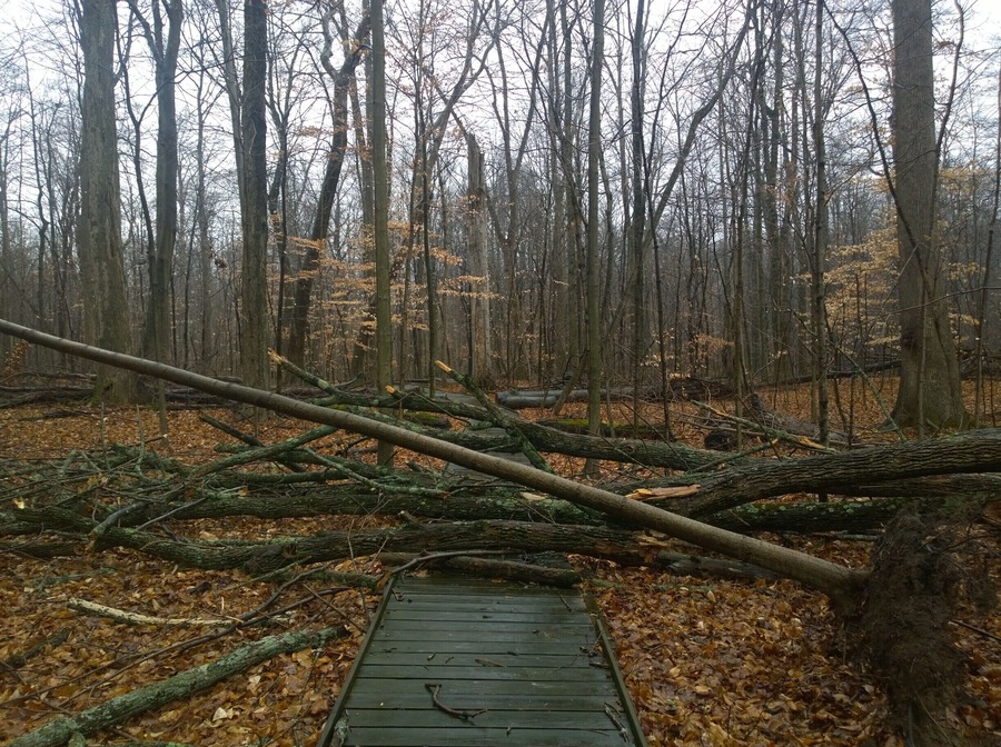 Fowler Woods State Nature Preserve offers 1-1/4 mile loop boardwalk trail (sort of) through a beech-maple forest, rare pumpkin ash trees, buttonbush swamps and woodland pools.
Currently most of the Beechdrop boardwalk trail has been closed because falling limbs from ash trees infected with the invasive emerald ash borer have created safety hazards along the trail.
