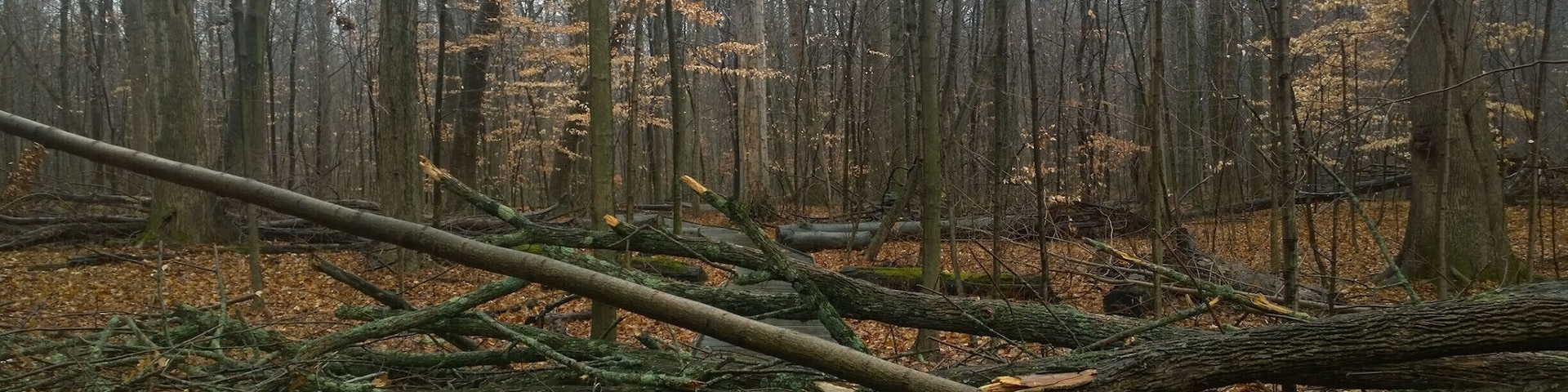 Fowler Woods State Nature Preserve offers 1-1/4 mile loop boardwalk trail (sort of) through a beech-maple forest, rare pumpkin ash trees, buttonbush swamps and woodland pools.
Currently most of the Beechdrop boardwalk trail has been closed because falling limbs from ash trees infected with the invasive emerald ash borer have created safety hazards along the trail.