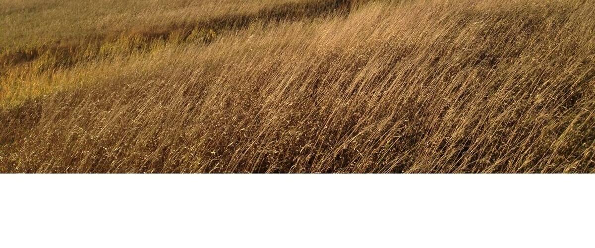 Golden prairie grass along the shorelines of the Lac Qui Parle, a widened region of the Minnesota River.