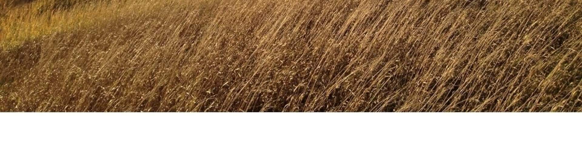 Golden prairie grass along the shorelines of the Lac Qui Parle, a widened region of the Minnesota River.