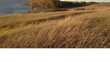 A grassy field with a lake and trees in the background.