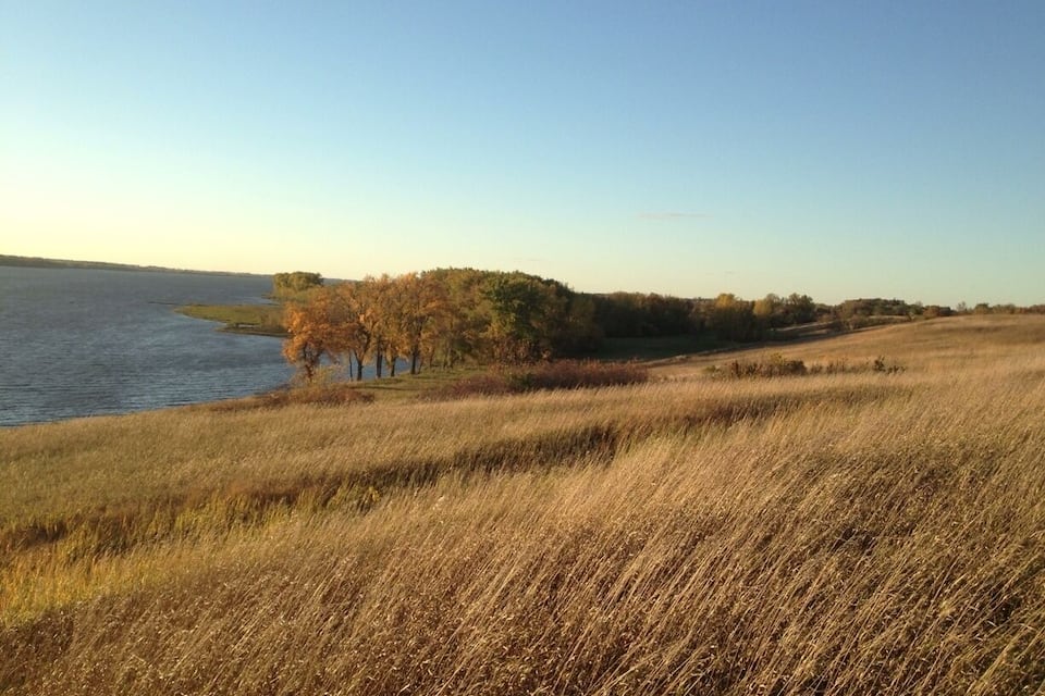 A grassy field with a lake and trees in the background.