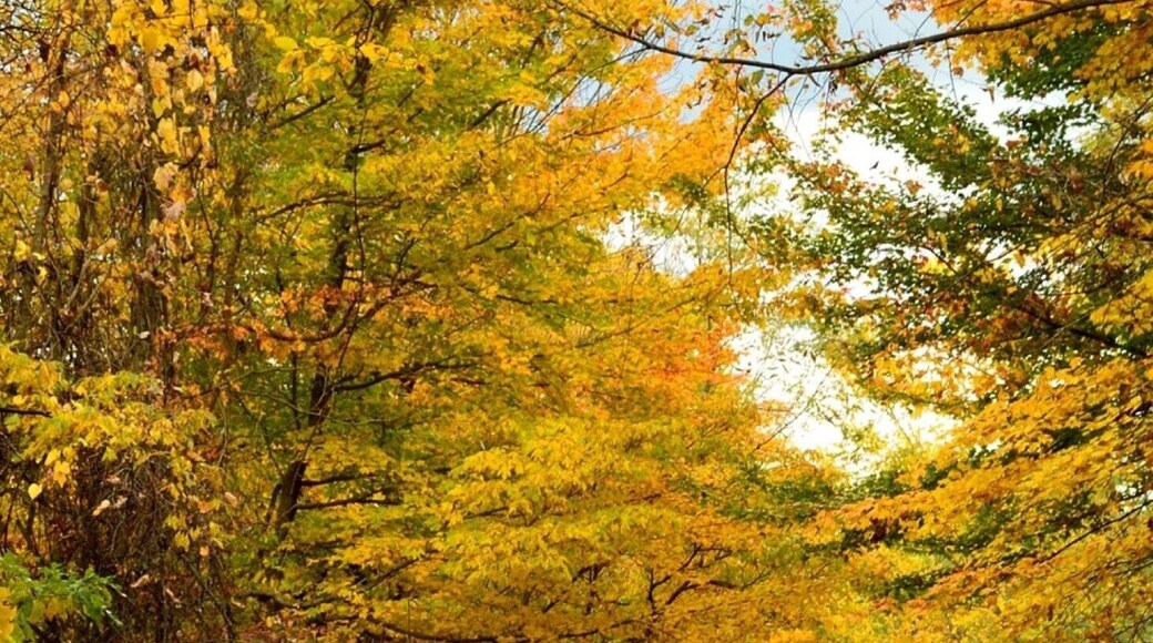 Just an old country road in East Canton Ohio