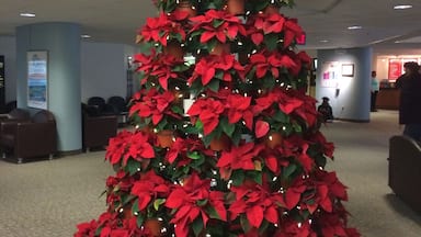 Christmas tree of poinsettias 💋