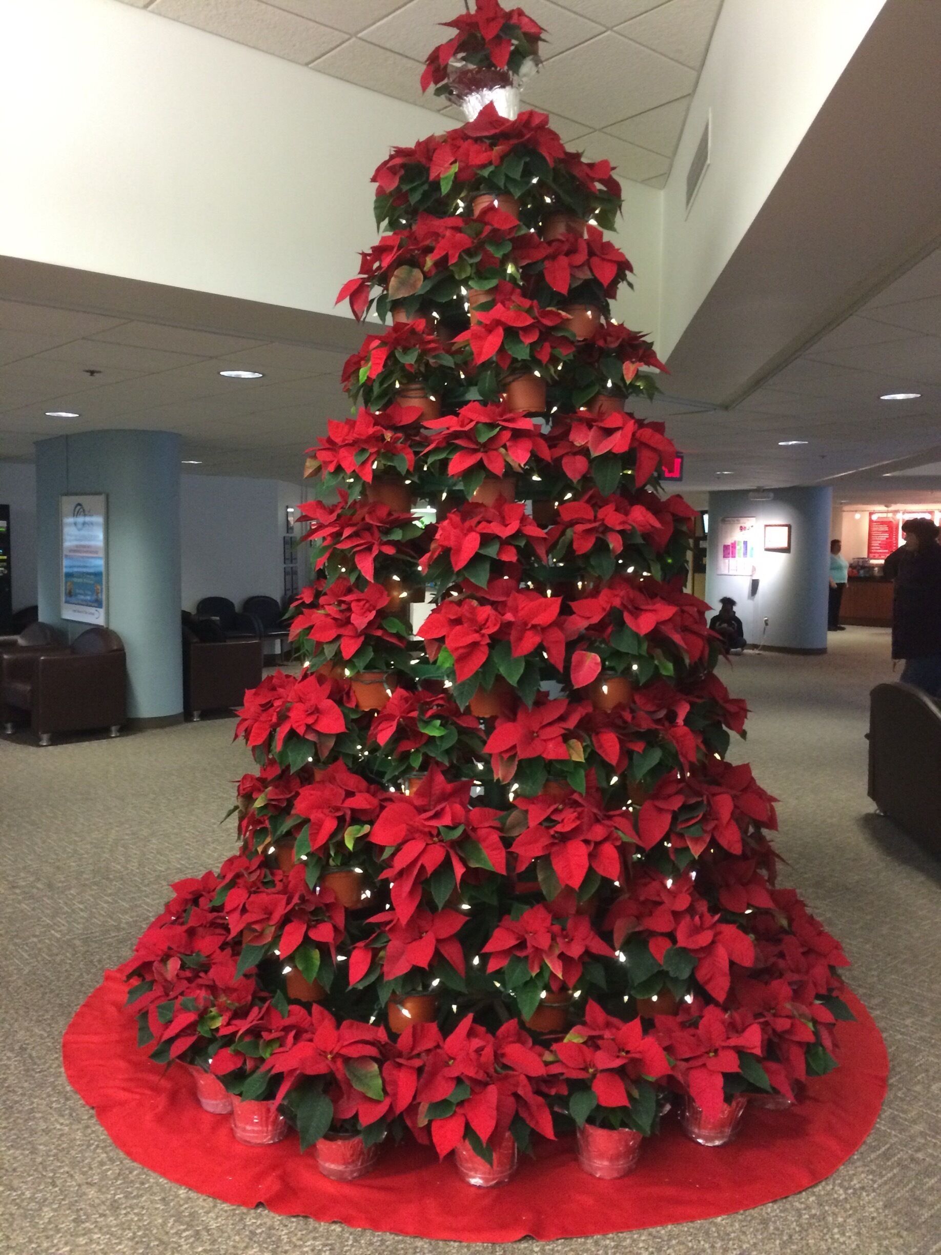 A large indoor Christmas tree decorated with red poinsettias and lights, surrounded by a red carpet.