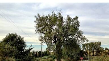 Originally a twig was used to mark the county lines between Audubon and Cass, it grew into a giant tree that resides to this day at the crossroads. #treetrove #TroverDetour
#localgem