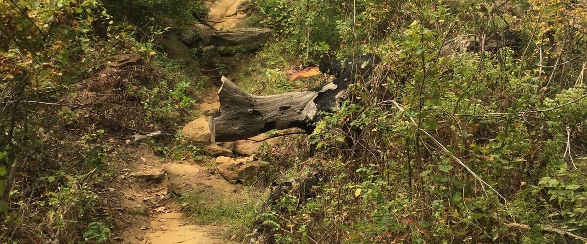 A rocky canyon with a dirt path surrounded by dense vegetation.