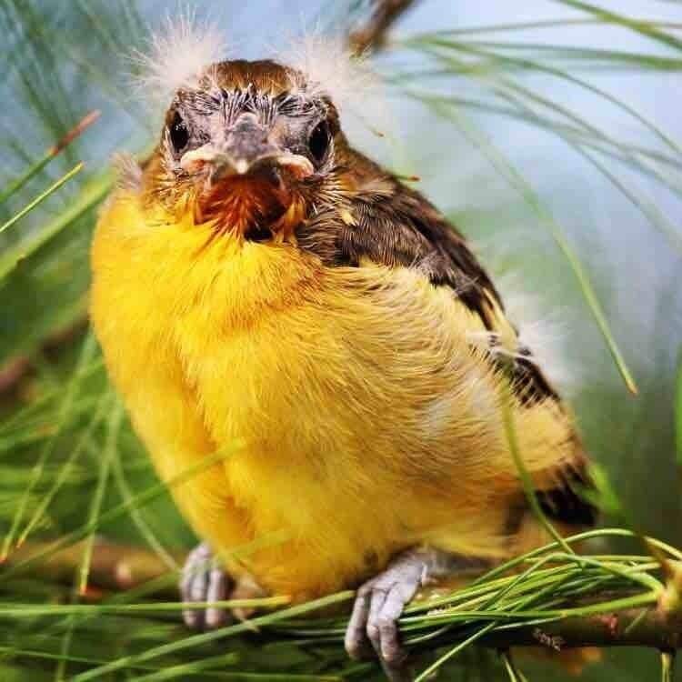 Baby Bird by the Menominee River