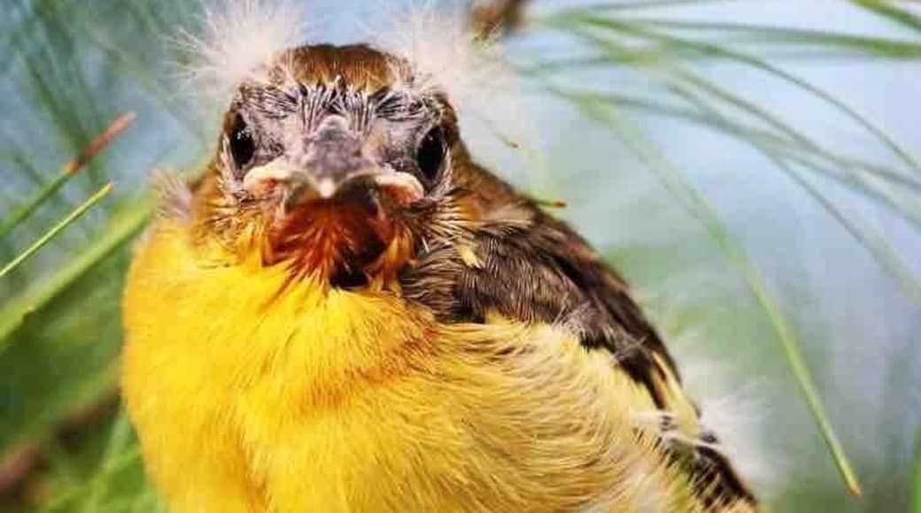 Baby Bird by the Menominee River