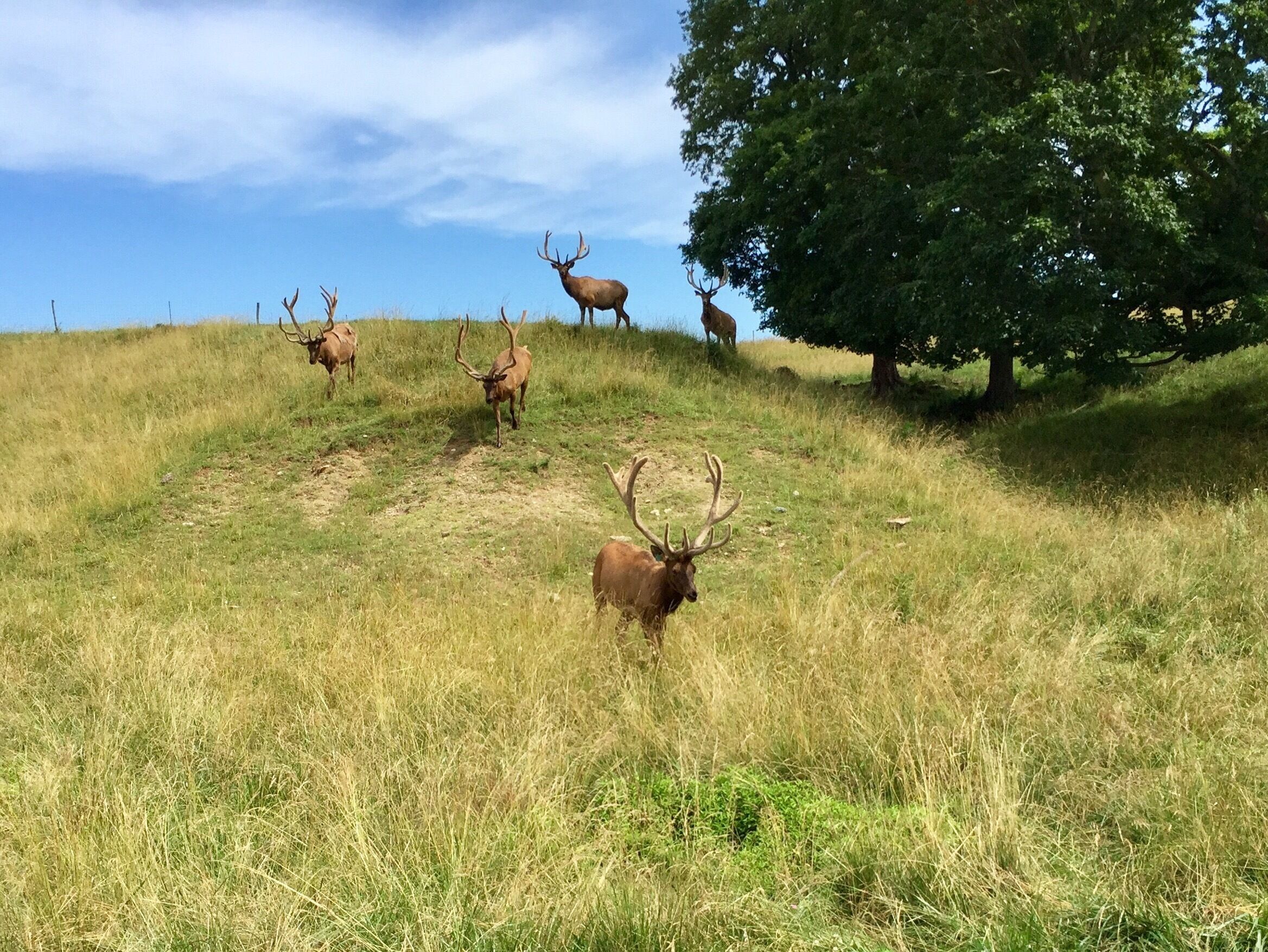 What a great visit to the Bugle Valley Elk Farm. These beauties are very photogenic right now but in a few months, they will be much more aggressive due to mating season. 