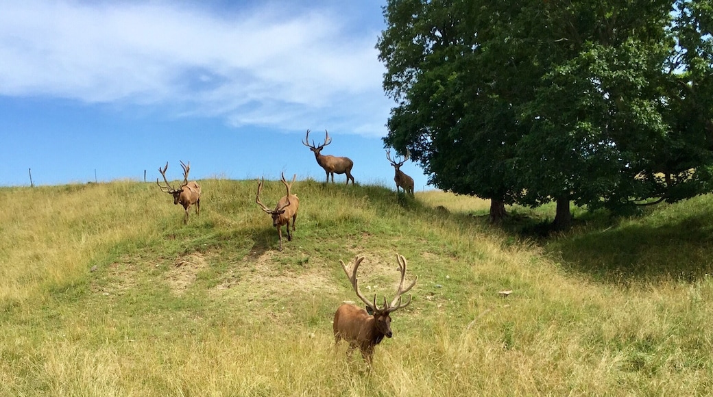 What a great visit to the Bugle Valley Elk Farm. These beauties are very photogenic right now but in a few months, they will be much more aggressive due to mating season.