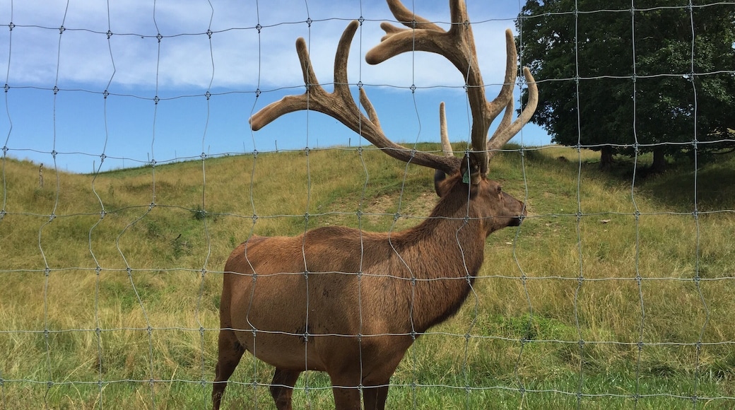 Take a look at my profile.
What a great visit to the Bugle Valley Elk Farm. These beauties are very photogenic right now but in a few months, they will be much more aggressive due to mating season.