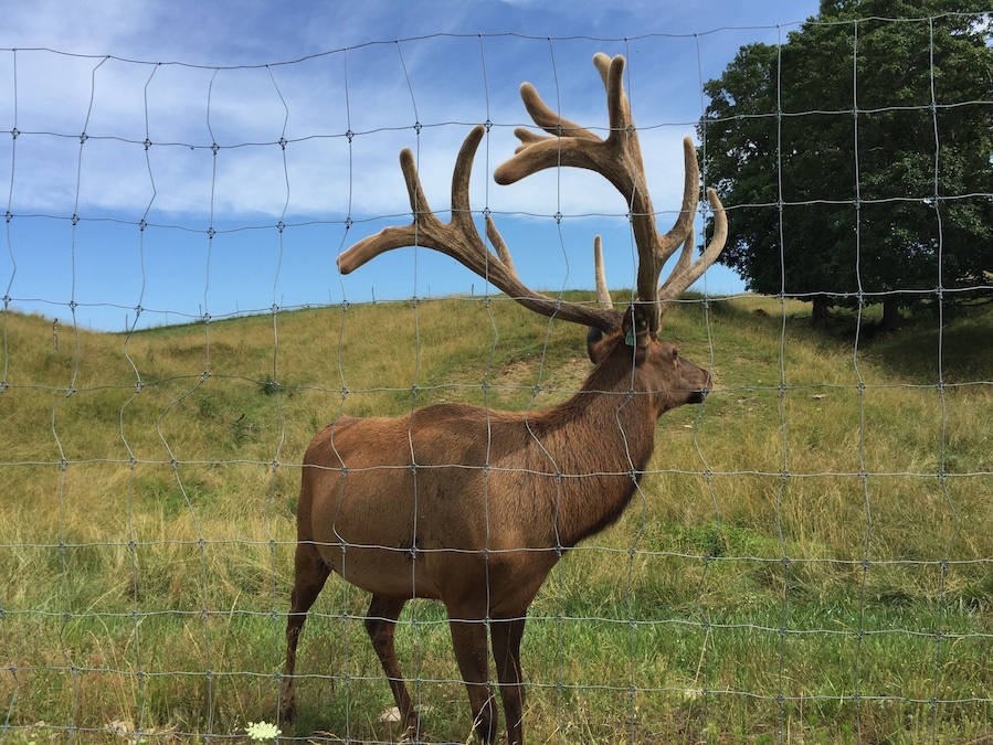 Take a look at my profile. 
What a great visit to the Bugle Valley Elk Farm. These beauties are very photogenic right now but in a few months, they will be much more aggressive due to mating season.