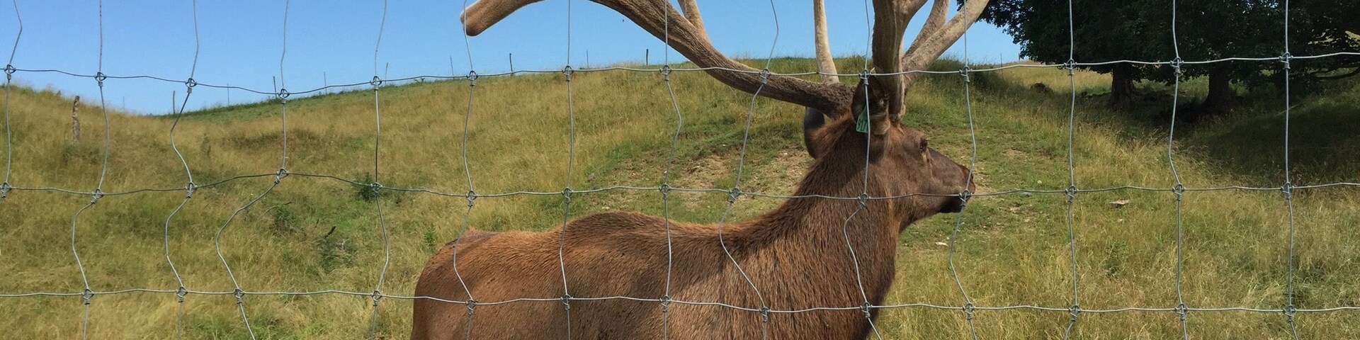 Take a look at my profile.
What a great visit to the Bugle Valley Elk Farm. These beauties are very photogenic right now but in a few months, they will be much more aggressive due to mating season.