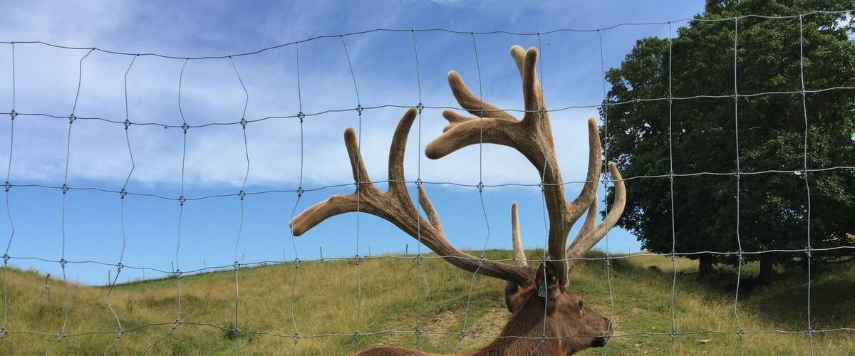 A large elk with prominent antlers standing behind a barbed wire fence in a grassy field with trees in the background.