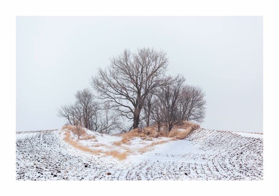 A snow-covered landscape with a prominent tree and a few smaller trees in the background.