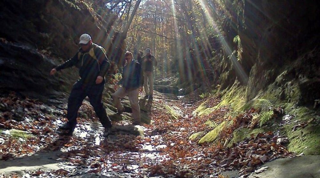 Comté de Williamson