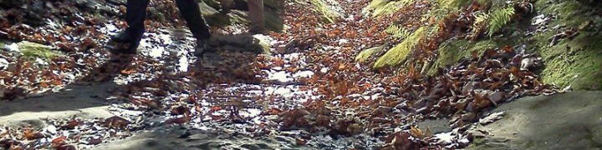 Beautiful deep sandstone canyon just half an hour from the college town of Carbondale (Southern Illinois University). Offers great hiking, interesting geology, and diverse biology.
Be cautious where you step, three venomous snakes are native to southern Illinois and this area in particular, including water moccasin, copperheads, and eastern timber rattlesnake. However, encounters are infrequent. No camping allowed nowadays, but back in the day it was a great place to spend the weekend.
http://www.fs.usda.gov/recarea/shawnee/recreation/hiking/recarea/?recid=27713&actid=50