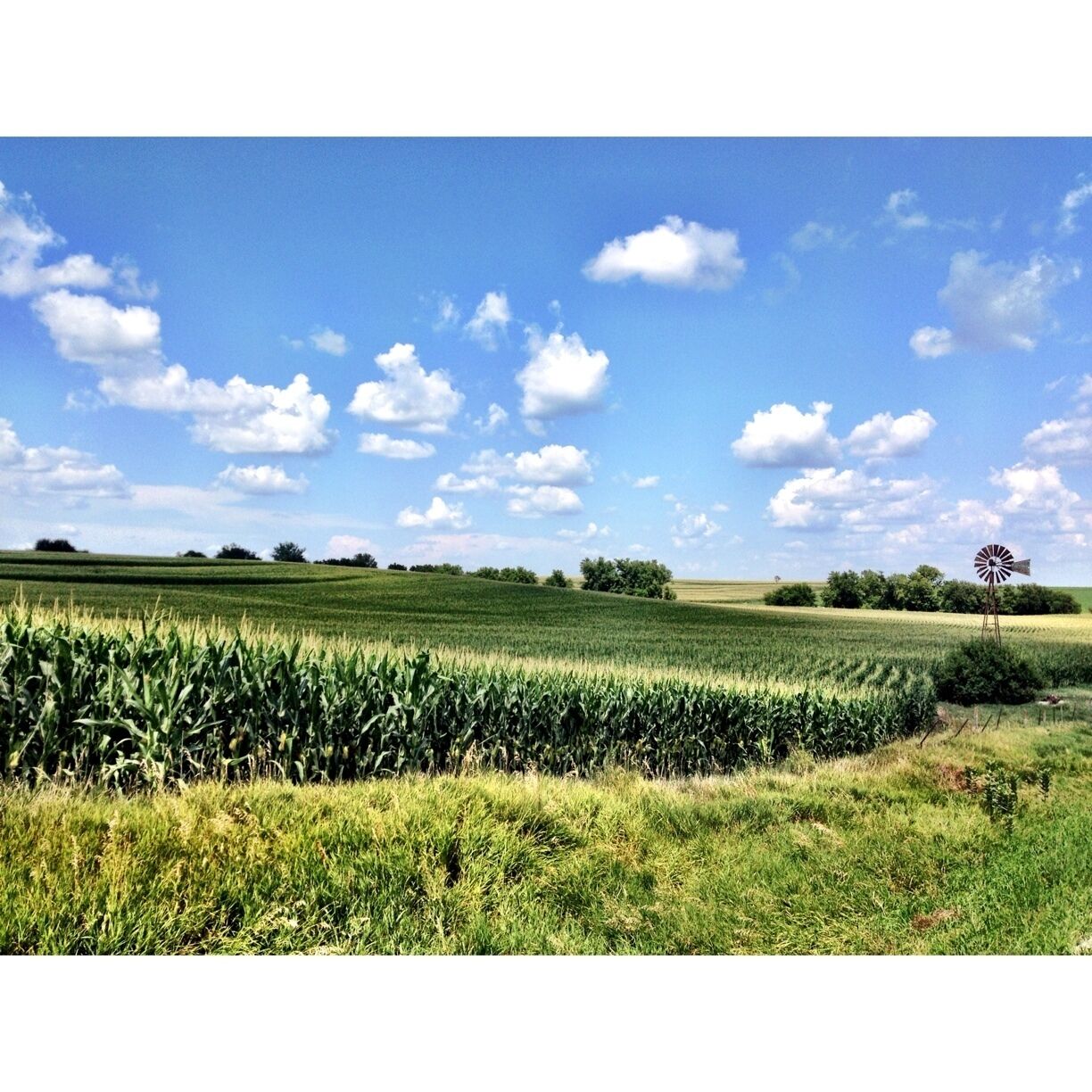 A field of corn with a windmill in the distance under a blue sky with clouds.