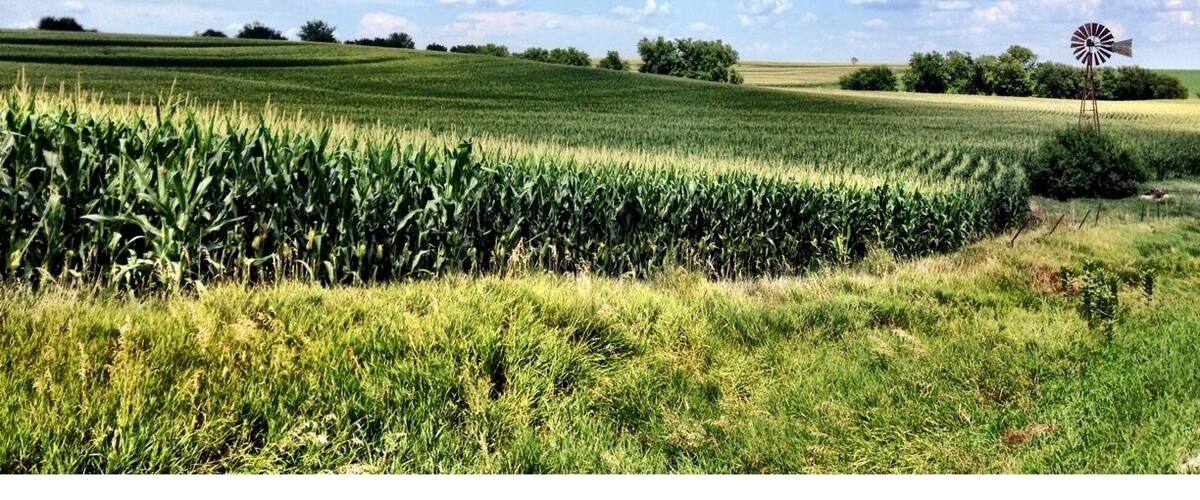 A field of corn with a windmill in the distance under a blue sky with clouds.