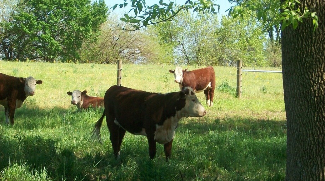 #localgem #localgem #localgem