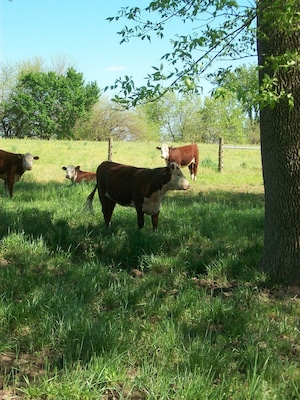 #localgem #localgem #localgem